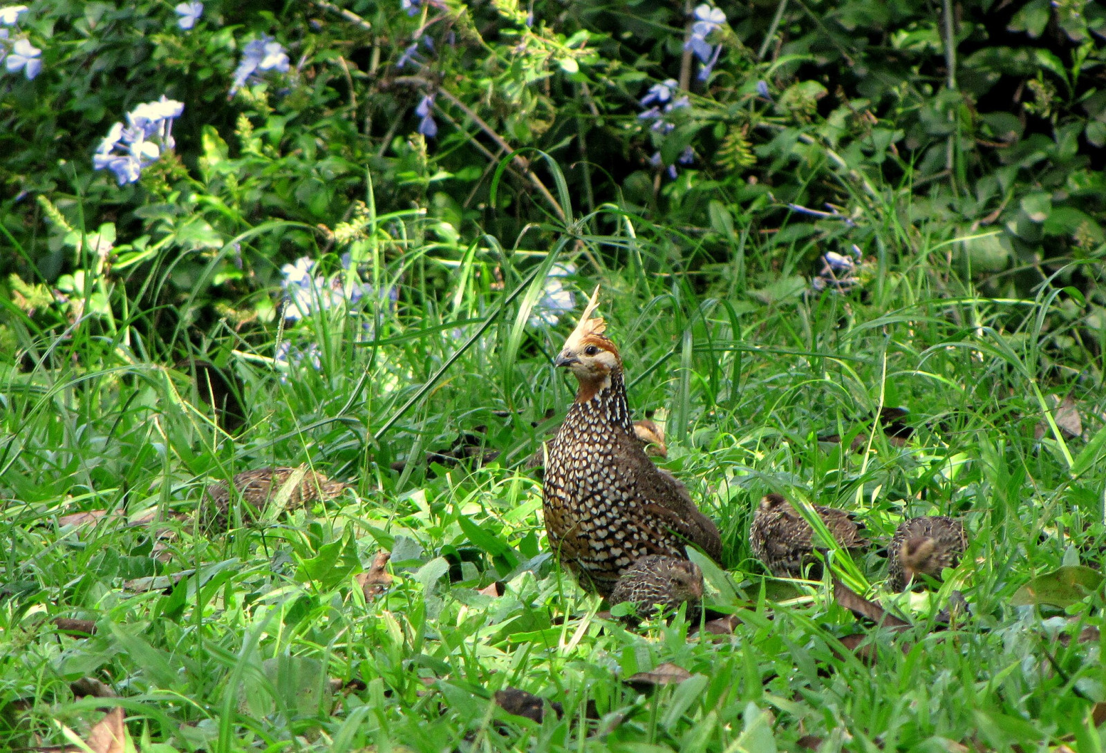 image Crested Bobwhite